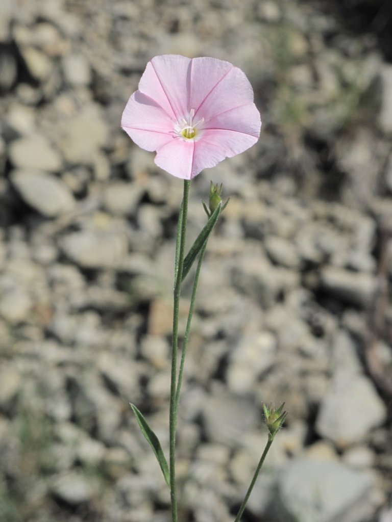 Convolvulus cantabrica